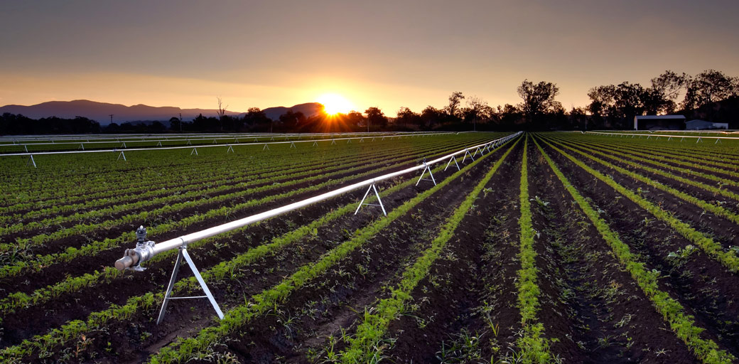 accountants for primary production and agriculture